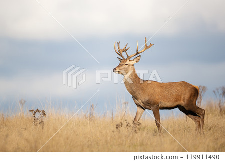 Young red deer stag walking in grass during the rut in autumn 119911490