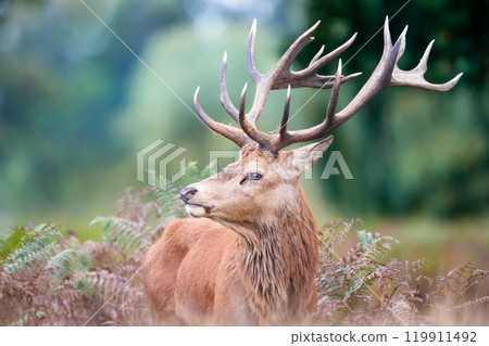 Portrait of a red deer stag standing in bracken during the rut in autumn 119911492