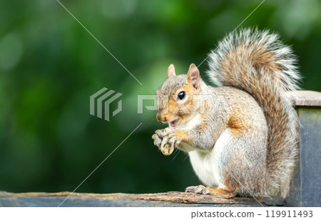 Portrait of a cute grey squirrel eating nuts on a garden fence 119911493