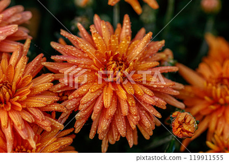 multi-colored flower beds of beautiful chrysanthemums 119911555