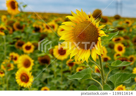 Beautiful field of yellow sunflowers on a background of blue sky with clouds 119911614