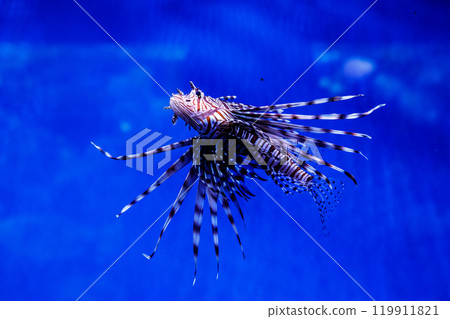 Fish Lionfish - Zebra, Pterois volitans Fish Lionfish - Zebra, Pterois volitans 119911821