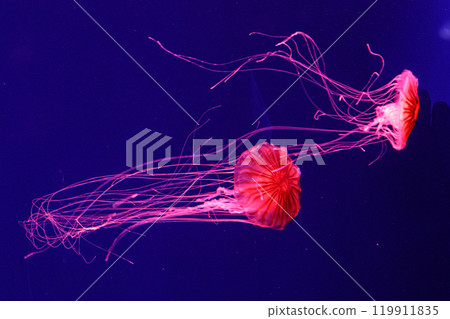 macro of a beautiful jellyfish chrysaora pacifica macro of a beautiful jellyfish chrysaora pacifica 119911835
