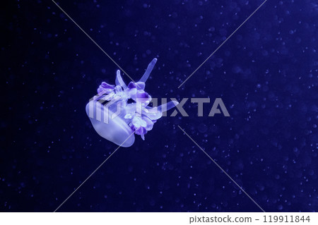 macro of a beautiful jellyfish rhizostoma luteum macro of a beautiful jellyfish rhizostoma luteum 119911844