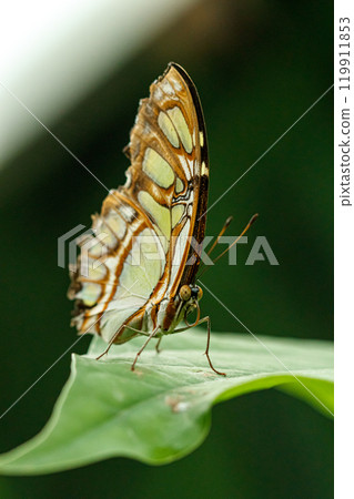 macro beautiful butterfly Siproeta stelenes 119911853