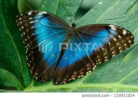 macro beautiful butterfly Morpho helenor 119911854