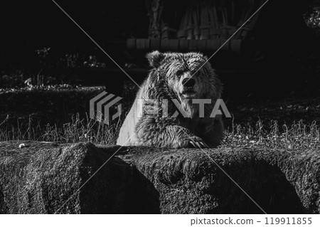 beautiful Tien Shan brown bear 119911855