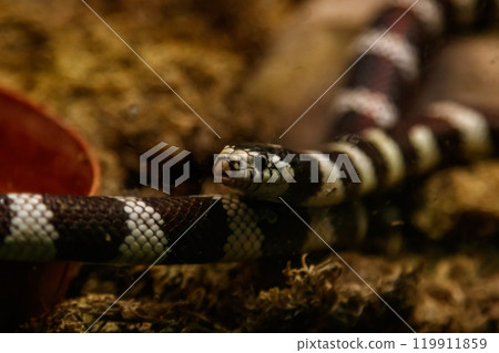 snake lampropeltis getula californiae snake lampropeltis getula californiae 119911859