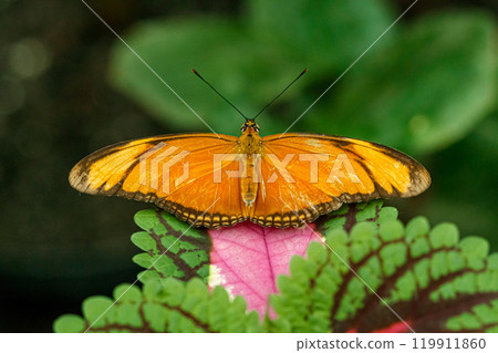 macro beautiful butterfly orange 119911860