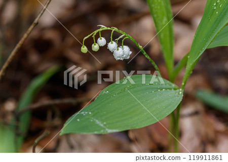 Beautiful spring blooming lilies of the valley with drops of flowers dew 119911861