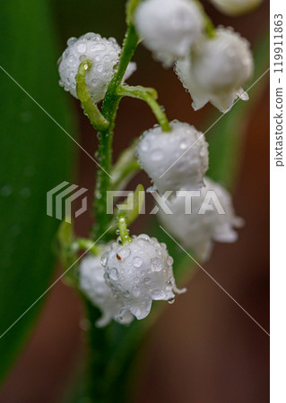 Beautiful spring blooming lilies of the valley with drops of flowers dew 119911863