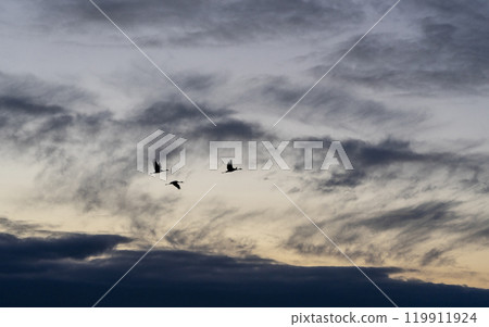 Flying crane birds. Warmia and Masuria region. Flying crane birds. Warmia and Masuria region. 119911924