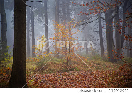 Fog in Orlicke hory, Czech Republic 119912031