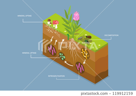 3D Isometric Flat Vector Illustration of Nutrient Cycling, Process of Nutrients Moving Through an Ecosystem 119912159