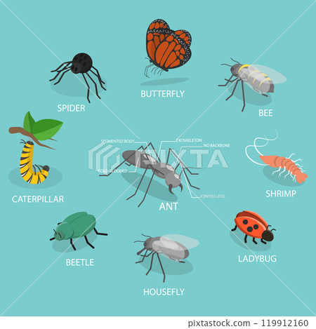 3D Isometric Flat Vector Illustration of Insect Arthropods, Invertebrates With Jointed Legs 119912160
