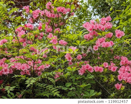 Azalea Azalea 119912457