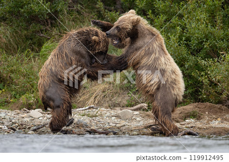 Brown Bear Fishing for Sockeye Salmon in Alaksa  119912495