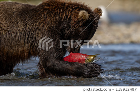 Brown Bear Fishing for Sockeye Salmon in Alaksa  119912497