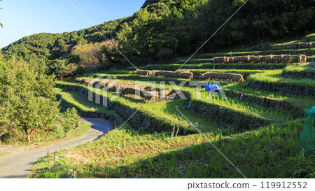 石部的梯田因收穫後的富士山而聞名。 119912552