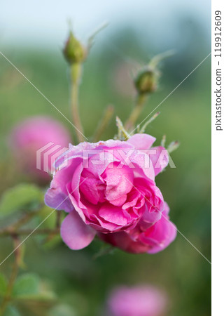 Close up of oil-bearing, flowering Rosa damascena, known as the Damask rose. Blured background. Organic natural concept. Close up of oil-bearing, flowering Rosa damascena, known as the Damask rose. Blured background. Organic natural concept. 119912609
