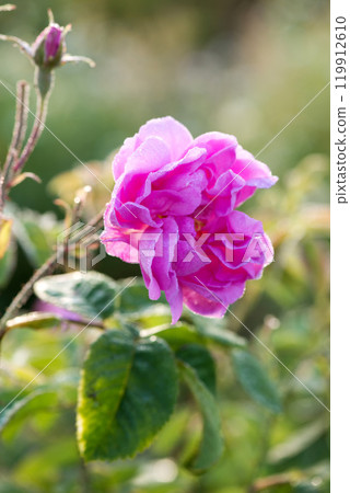 Close up of oil-bearing, flowering Rosa damascena, known as the Damask rose. Blured background. Organic natural concept. 119912610