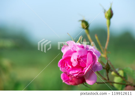 Close up of oil-bearing, flowering Rosa damascena, known as the Damask rose. Blured background. Organic natural concept. 119912611