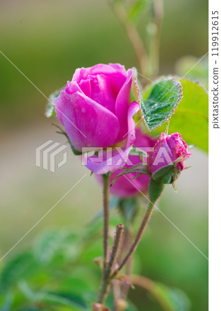 Close up of oil-bearing, flowering Rosa damascena, known as the Damask rose. Blured background. Organic natural concept. 119912615