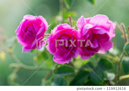 Close up of oil-bearing, flowering Rosa damascena, known as the Damask rose. Blured background. Organic natural concept. Close up of oil-bearing, flowering Rosa damascena, known as the Damask rose. Blured background. Organic natural concept. 119912616