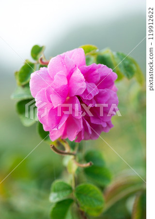 Close up of oil-bearing, flowering Rosa damascena, known as the Damask rose. Blured background. Organic natural concept. 119912622
