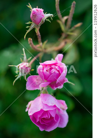 Close up of oil-bearing, flowering Rosa damascena, known as the Damask rose. Blured background. Organic natural concept. 119912626