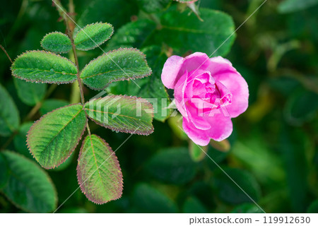 Close up of oil-bearing, flowering Rosa damascena, known as the Damask rose. Blured background. Organic natural concept. 119912630