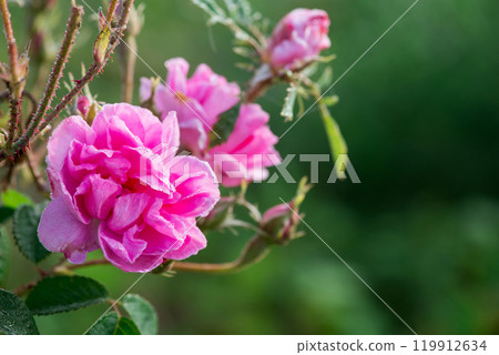 Close up of oil-bearing, flowering Rosa damascena, known as the Damask rose. Blured background. Organic natural concept. Close up of oil-bearing, flowering Rosa damascena, known as the Damask rose. Blured background. Organic natural concept. 119912634