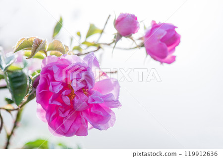 Close up of oil-bearing, flowering Rosa damascena, known as the Damask rose. Blured background. Organic natural concept. 119912636