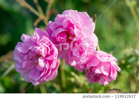 Close up of oil-bearing, flowering Rosa damascena, known as the Damask rose. Blured background. Organic natural concept. 119912637