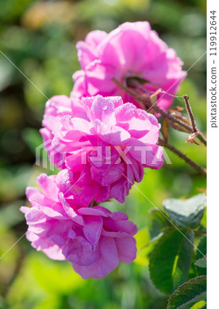 Close up of oil-bearing, flowering Rosa damascena, known as the Damask rose. Blured background. Organic natural concept. 119912644