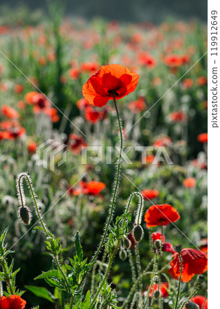 Wild poppies (Papaver rhoeas) blooming in the field in sunny day - selective focus Wild poppies (Papaver rhoeas) blooming in the field in sunny day - selective focus 119912649