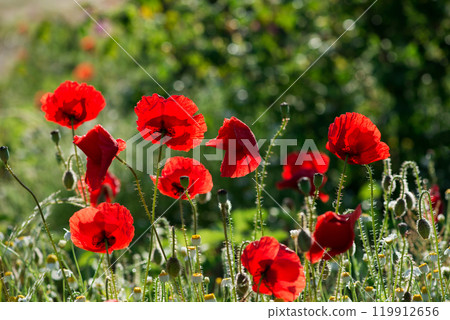 Wild poppies (Papaver rhoeas)  blooming in the field in sunny day - selective focus 119912656