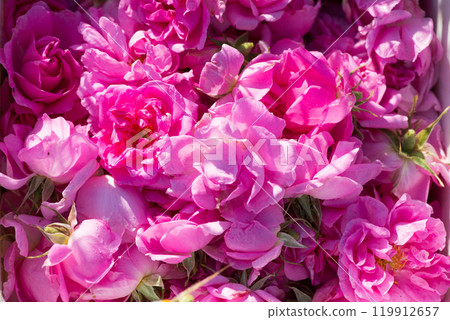 Close up of oil-bearing, flowering Rosa damascena, known as the Damask rose. Blured background. Organic natural concept. 119912657