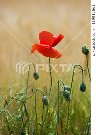Wild poppies (Papaver rhoeas)  blooming in the field in sunny day - selective focus 119912661