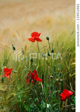 Wild poppies (Papaver rhoeas)  blooming in the field in sunny day - selective focus 119912662