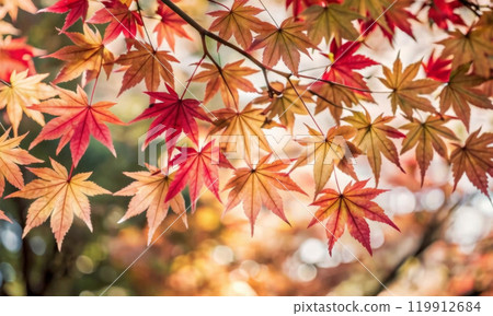 Yellow, red, orange beautiful maple leaves on tree branches 119912684
