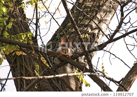 A cute squirrel in gray fur with red ears climbs a tree in the forest in winter. A cute squirrel in gray fur with red ears climbs a tree in the forest in winter. 119912707