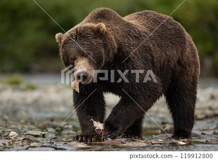 Brown Bear Fishing for Sockeye Salmon in Alaksa  119912800