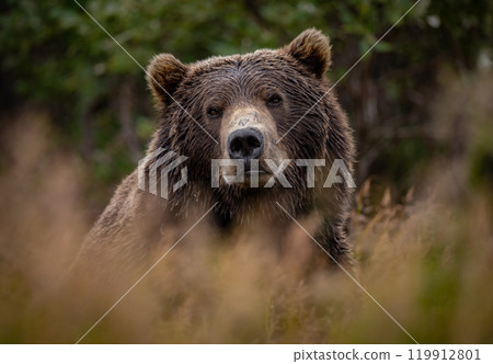 Brown Bear Fishing for Sockeye Salmon in Alaksa  119912801