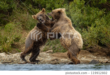 Brown Bear Fishing for Sockeye Salmon in Alaksa  119912802