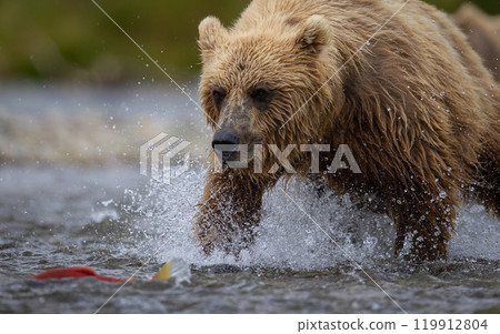 Brown Bear Fishing for Sockeye Salmon in Alaksa  119912804
