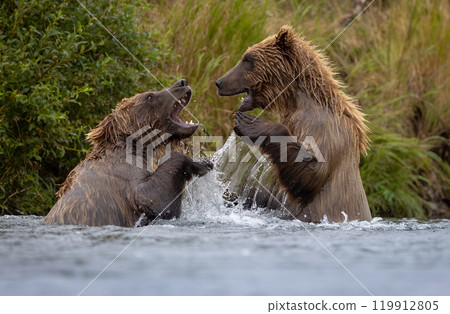 Brown Bear Fishing for Sockeye Salmon in Alaksa  119912805