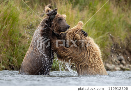 Brown Bear Fishing for Sockeye Salmon in Alaksa  119912806