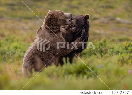 Brown Bear Fishing for Sockeye Salmon in Alaksa Brown Bear Fishing for Sockeye Salmon in Alaksa 119912807