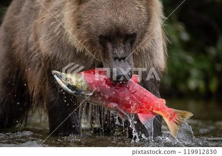 Brown Bear Fishing for Sockeye Salmon in Alaksa  119912830